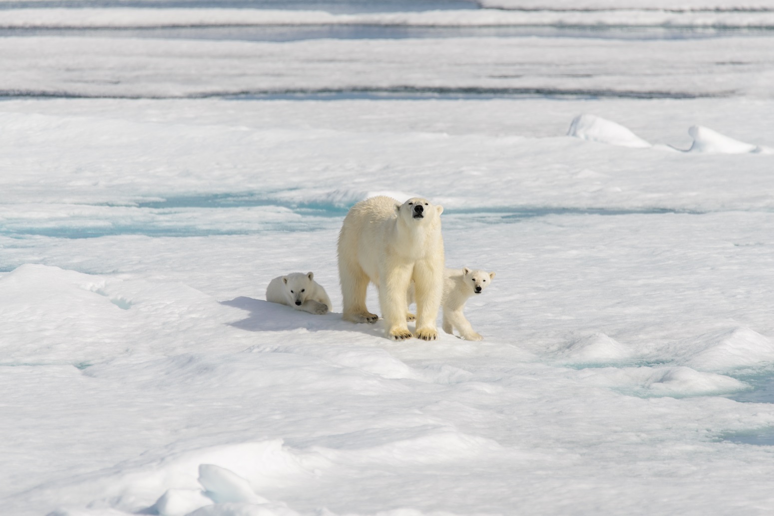 Regreso a Svalbard del Sol